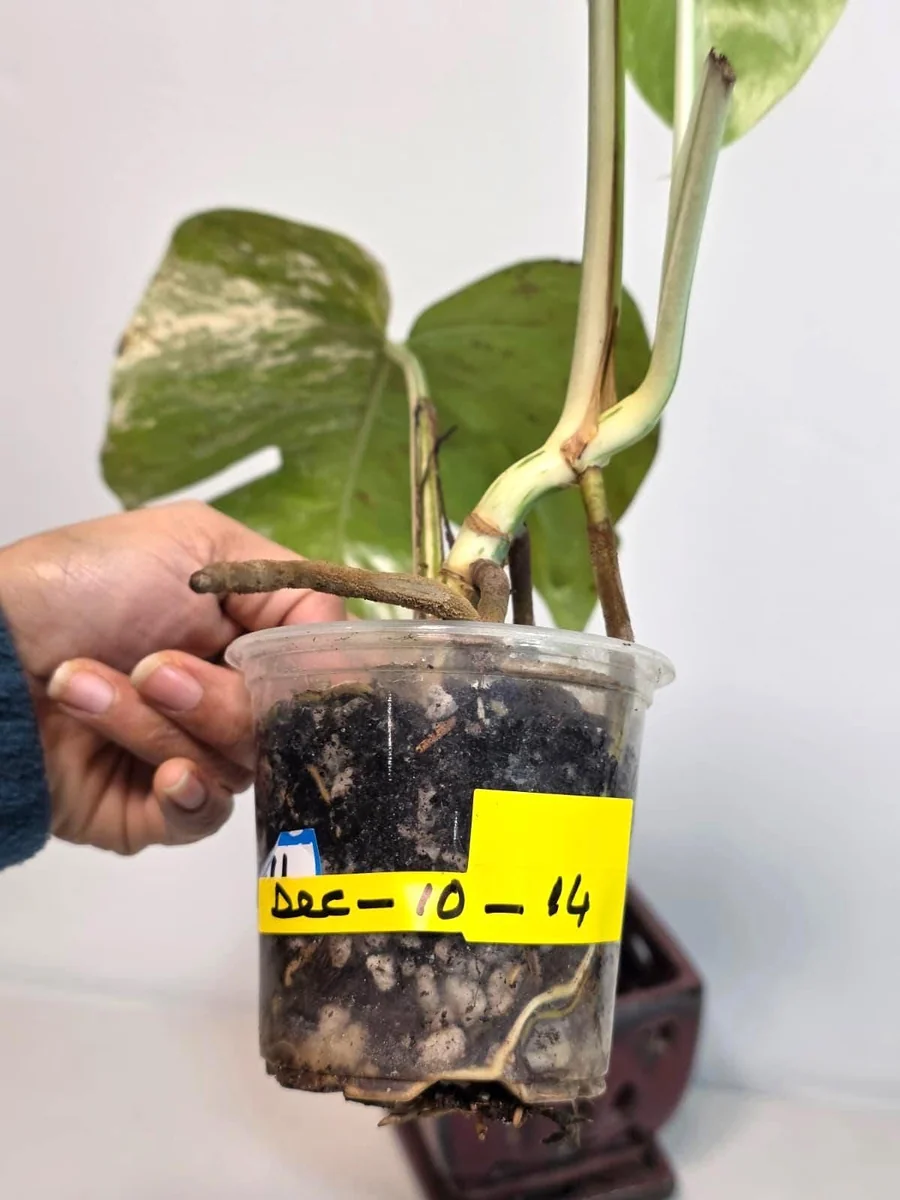 Rare Variegated Monstera Albo Plant - Live Indoor Potted Houseplant - Image 4