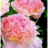 Raspberry Sundae Peony Bareroot Plant - 2-3 Eye, Pink & Cream, 8-9 inch Blooms - Image 1