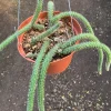 Rat Tail Cactus (Aporocactus Flagelliformis) Live Plant - 6 inch Pot - Image 1