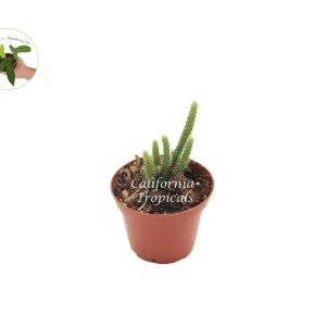 Rat Tail Succulent Live Plant – 2 inch Potted Succulent for Indoors - Image 1