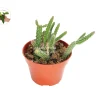 Rat Tail Succulent Live Plant – 4 inch Potted – Indoor Hanging Cactus - Image 1