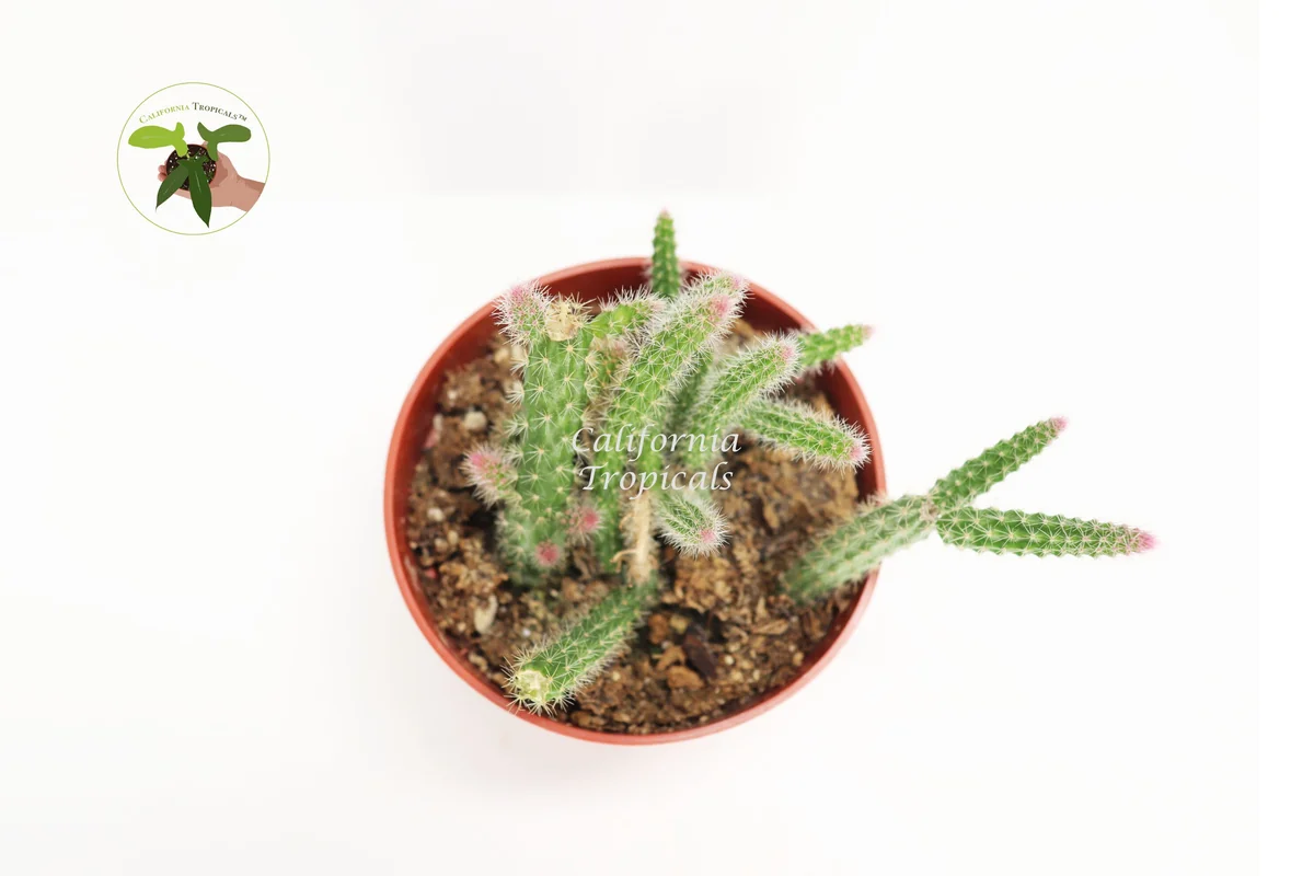 Rat Tail Succulent Live Plant – 4 inch Potted – Indoor Hanging Cactus - Image 2