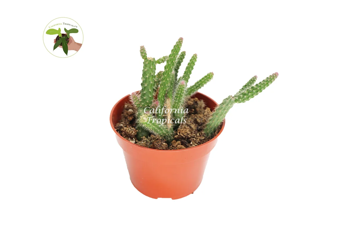 Rat Tail Succulent Live Plant – 4 inch Potted – Indoor Hanging Cactus - Image 1
