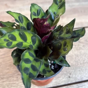 Rattlesnake Calathea Live Plant - Calathea lancifolia in 4