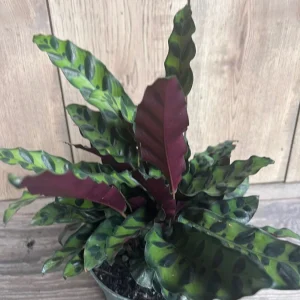 Rattlesnake Calathea Live Plant - Calathea lancifolia in 4