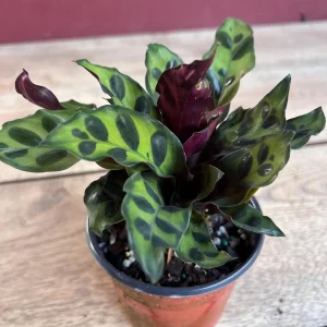Rattlesnake Calathea Live Plant - Calathea lancifolia in 4