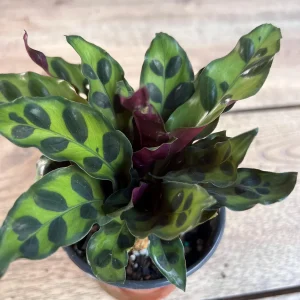 Rattlesnake Calathea Live Plant - Calathea lancifolia in 4