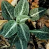 Rattlesnake Orchid Bare-root Plant - Goodyera oblongifolia - Image 1