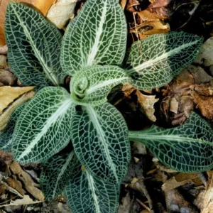 Rattlesnake Orchid Bare-root Plant - Goodyera oblongifolia - Image 1