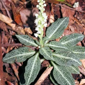 Rattlesnake Orchid Bare-root Plant - Goodyera oblongifolia - Image 6
