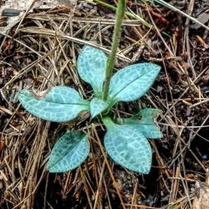 Rattlesnake Orchid Bare-root Plant - Goodyera oblongifolia - Image 7