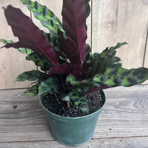 Rattlesnake Plant Calathea lancifolia Live Houseplant – 6