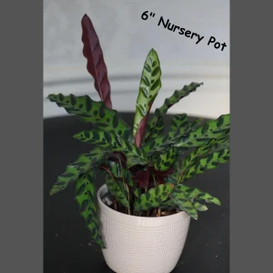 Rattlesnake Plant Live Calathea Lancifolia - Potted Houseplant, Air Purifier, Low Light - Image 2
