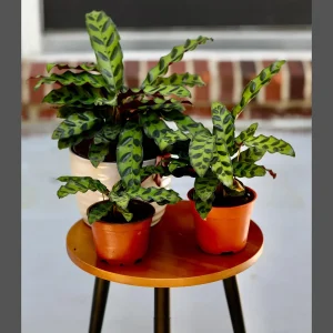 Rattlesnake Plant Live Calathea Lancifolia - Potted Houseplant, Air Purifier, Low Light - Image 1