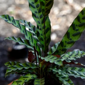 Rattlesnake Plant Live Calathea Lancifolia - Potted Houseplant, Air Purifier, Low Light - Image 6