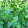 Rau Cang Cua Seeds - Peperomia Pellucida "Krasang Teap" - New Season, 400+ Vegetable Seeds - Indoor & Outdoor - Image 1