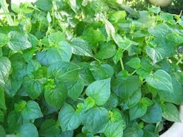 Rau Cang Cua Seeds - Peperomia Pellucida "Krasang Teap" - New Season, 400+ Vegetable Seeds - Indoor & Outdoor - Image 1