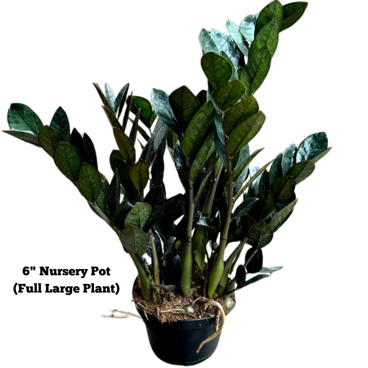 Raven ZZ Plant – Zamioculcas Zamiifolia – Rare Indoor Live Houseplant - Image 3