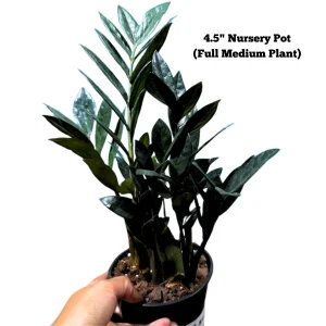 Raven ZZ Plant – Zamioculcas Zamiifolia – Rare Indoor Live Houseplant - Image 5