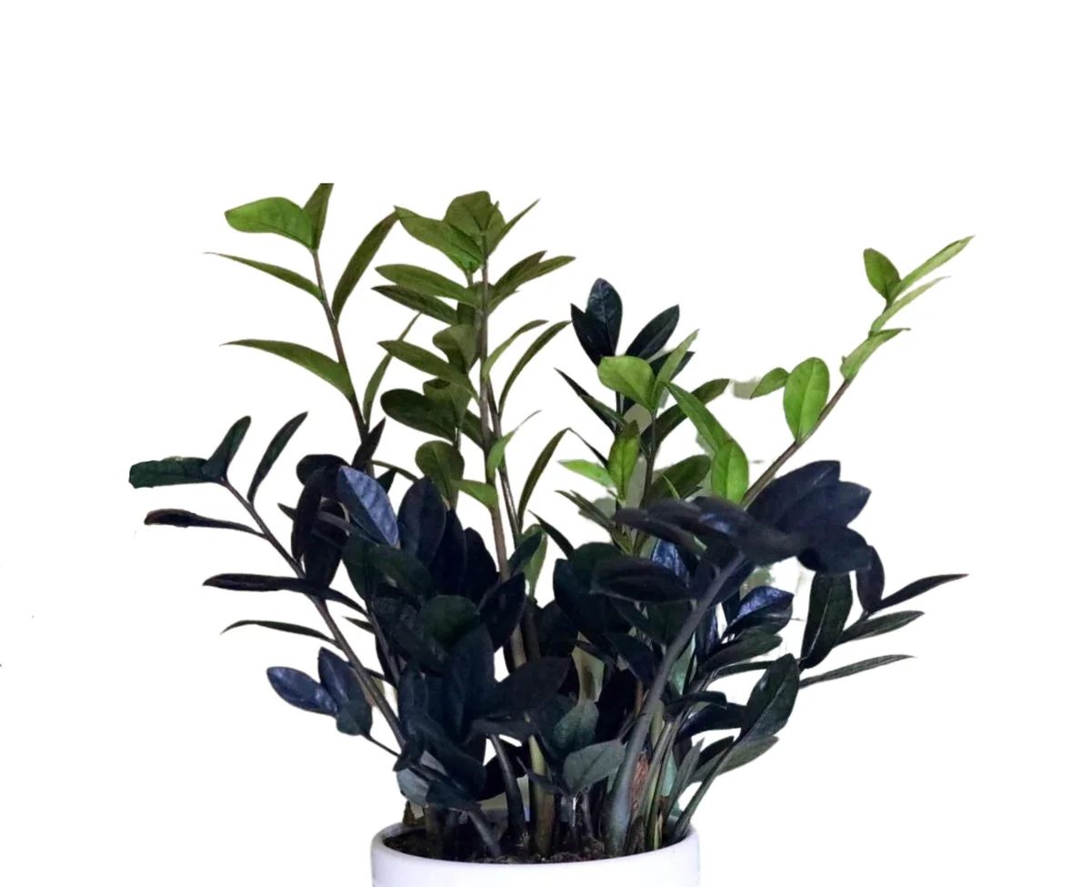 Raven ZZ Plant – Zamioculcas Zamiifolia – Rare Indoor Live Houseplant - Image 8