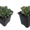 Ravioli Plant (Adromischus cristatus) Live Succulent - 2 Pack 2" Pots - Easy Care - Image 1