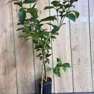 Ray Ruby Grapefruit Tree Live Plant – Grafted, 1/2 Gallon Pot, Outdoor Fruit Tree - Image 3