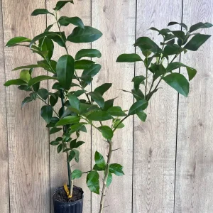 Ray Ruby Grapefruit Tree Live Plant – Grafted, 1/2 Gallon Pot, Outdoor Fruit Tree - Image 4