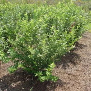 Rebel Blueberry Live Plant – 5 Starter Plugs – Southern Highbush for Warm Climates - Image 7