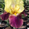 Reblooming Bearded Iris Bare Root – Yellow & Purple Flowers – Fragrant – 26-42 inches - Image 1