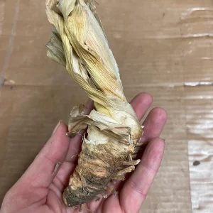 Reblooming Iris Bareroot - Tennison Ridge Iris Plant, Plum & Purple - Image 5