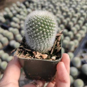 Rebutia muscula 'Orange Snowball' Cactus Live Plant - Succulent - Image 3