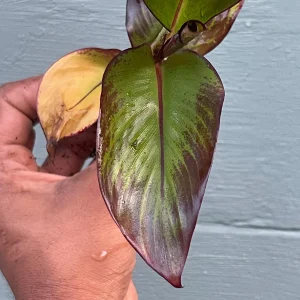 Red Abyssinian Banana Live Plant (Ensete maurelii) 6-9 in Tall Tropical Foliage - Image 2