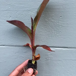 Red Abyssinian Banana Live Plant (Ensete maurelii) 6-9 in Tall Tropical Foliage - Image 3