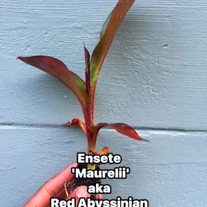 Red Abyssinian Banana Live Plant (Ensete maurelii) 6-9 in Tall Tropical Foliage - Image 1