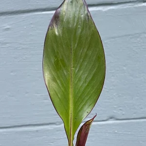 Red Abyssinian Banana Live Plant (Ensete maurelii) 6-9 in Tall Tropical Foliage - Image 4