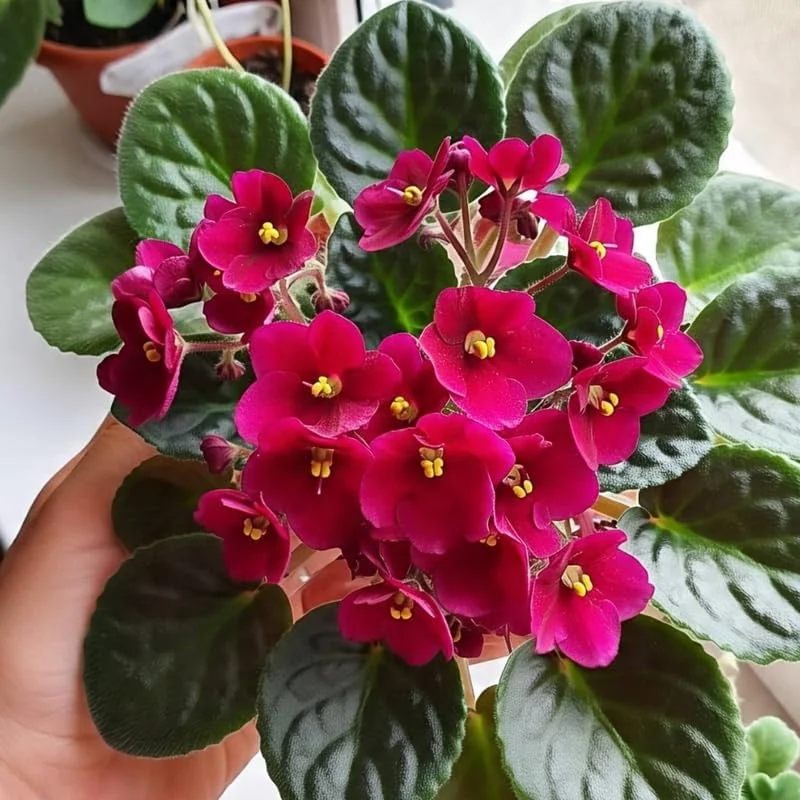 Red African Violet Live Plant in 4” Pot, Blooming Indoor Houseplant, Easy Care Flowering Plant for Home or Office Décor - Image 2