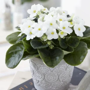Red African Violet Live Plant in 4” Pot, Blooming Indoor Houseplant, Easy Care Flowering Plant for Home or Office Décor - Image 3