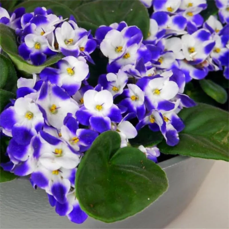 Red African Violet Live Plant in 4” Pot, Blooming Indoor Houseplant, Easy Care Flowering Plant for Home or Office Décor - Image 4