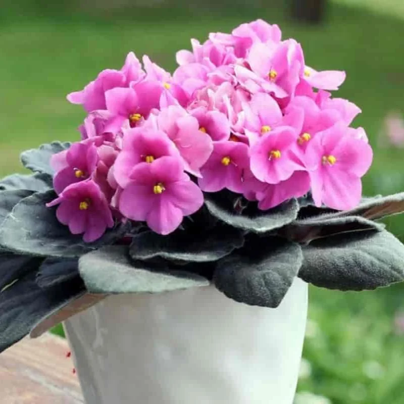 Red African Violet Live Plant in 4” Pot, Blooming Indoor Houseplant, Easy Care Flowering Plant for Home or Office Décor - Image 5