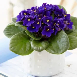 Red African Violet Live Plant in 4” Pot, Blooming Indoor Houseplant, Easy Care Flowering Plant for Home or Office Décor - Image 6