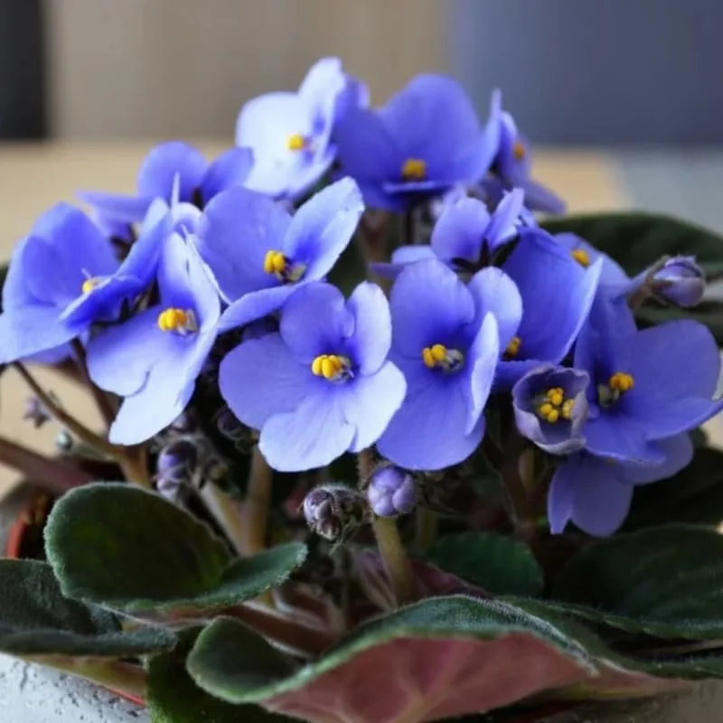 Red African Violet Live Plant in 4” Pot, Blooming Indoor Houseplant, Easy Care Flowering Plant for Home or Office Décor - Image 7