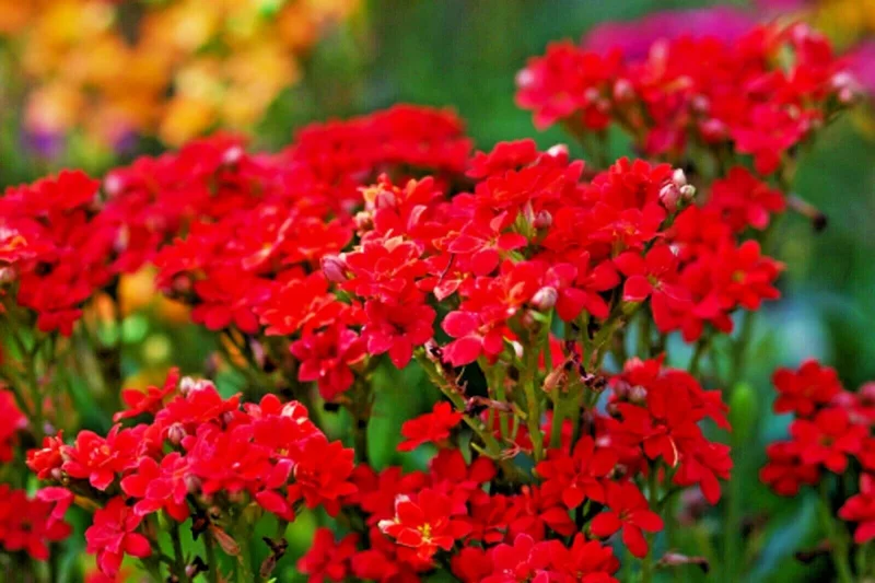 Red Alyssum Seeds - Sweet Carpet Flower Seeds - Perennial, Very Easy - Image 2