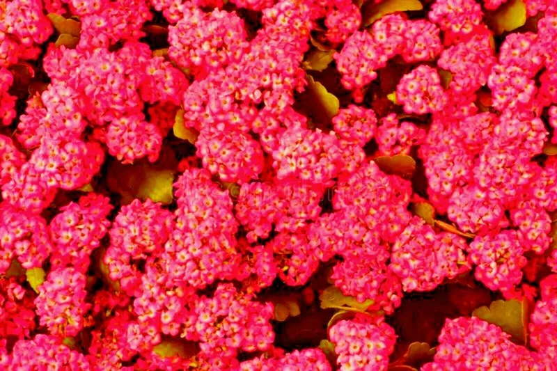 Red Alyssum Seeds - Sweet Carpet Flower Seeds - Perennial, Very Easy - Image 3
