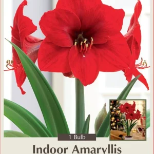 Red Amaryllis Bulb - Giant Scarlet Blooms, 30/32cm Bulb - Image 1