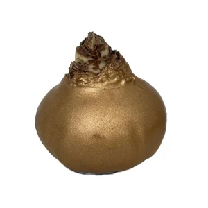 Red Amaryllis Bulb – Waxed No-Water Jumbo Easy Grow – Holiday Blooms - Image 2