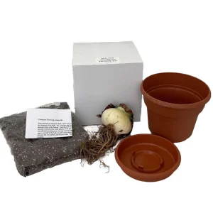 Red Amaryllis Growing Kit – Bulb, Pot, Soil – 30/32cm Bulb – Indoor Flowering - Image 2