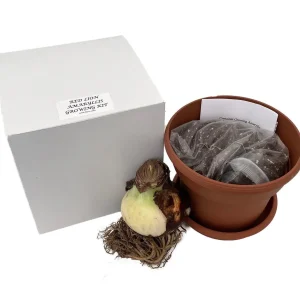 Red Amaryllis Growing Kit – Bulb, Pot, Soil – 30/32cm Bulb – Indoor Flowering - Image 1