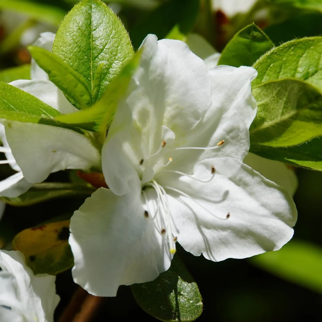 Red Azalea Live Plant – Hardy Flowering Shrub – 10 Inches Tall – Outdoor - Image 2