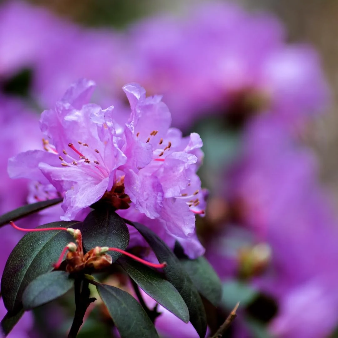 Red Azalea Live Plant – Hardy Flowering Shrub – 10 Inches Tall – Outdoor - Image 3