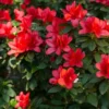 Red Azalea Rhododendron Live Plant – 4 Inch Pot – Outdoor Shrub - Image 1
